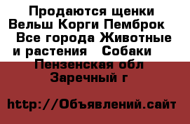 Продаются щенки Вельш Корги Пемброк  - Все города Животные и растения » Собаки   . Пензенская обл.,Заречный г.